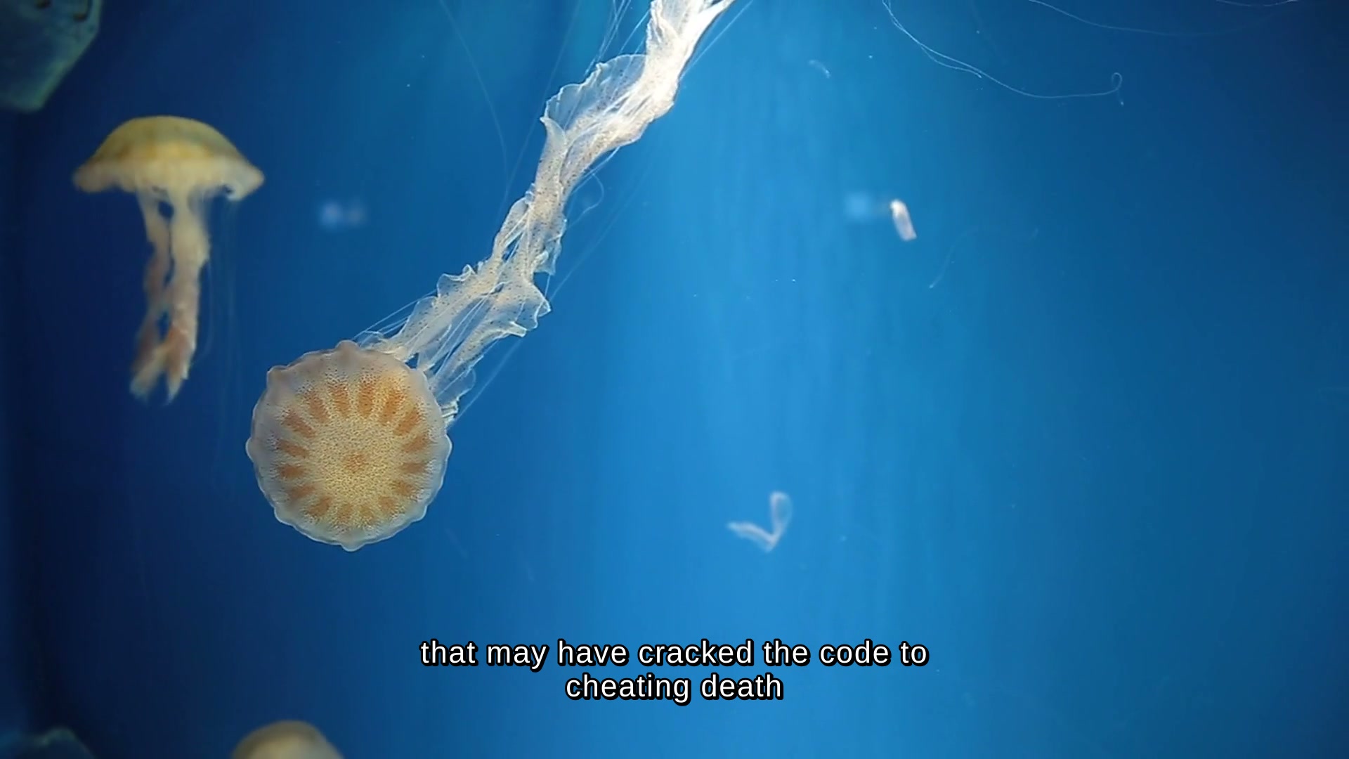 Immortal Jellyfish Explainer — Subtitled Final Cut