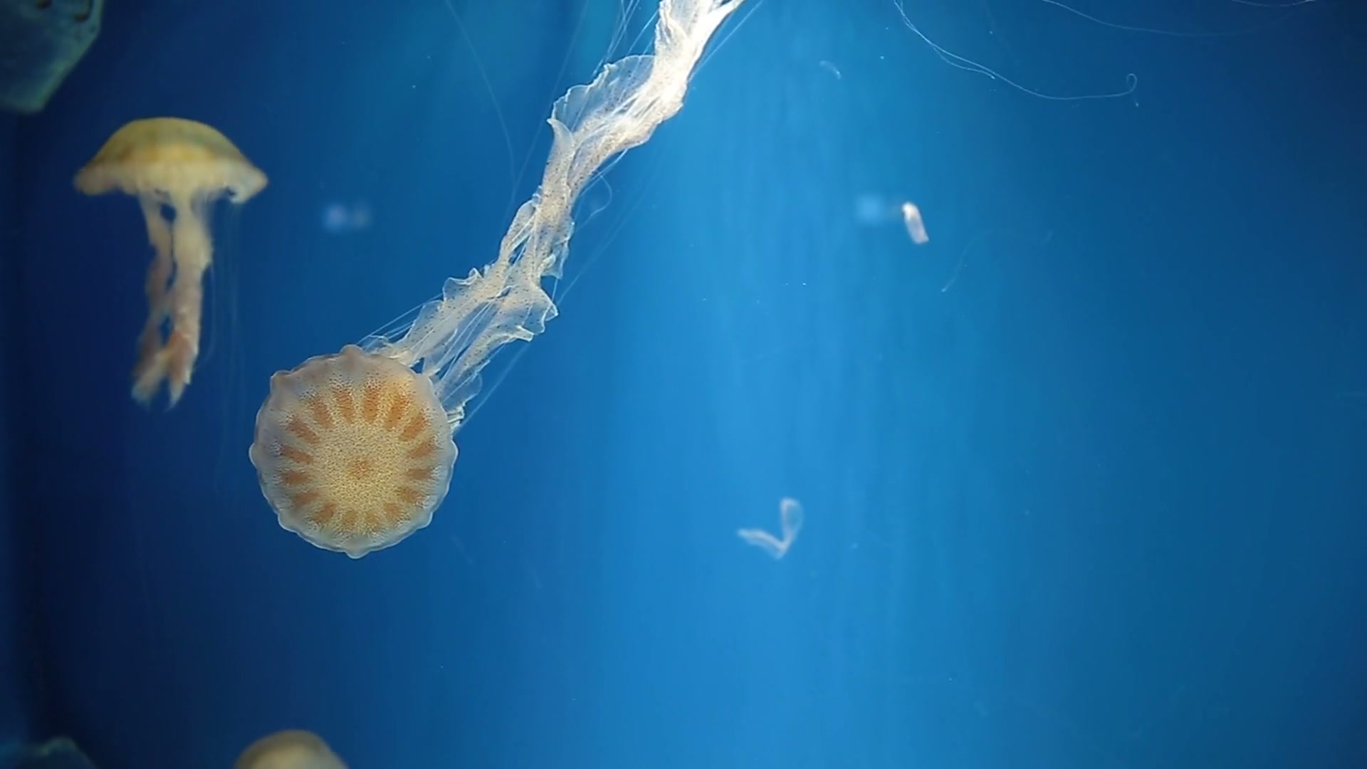 Immortal Jellyfish Explainer